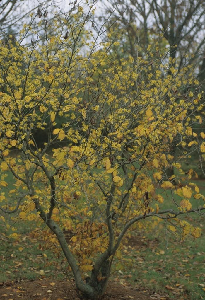 Hamamelis virginiana