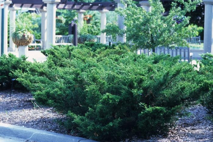 Juniperus chinensis Sea Green-Topiary