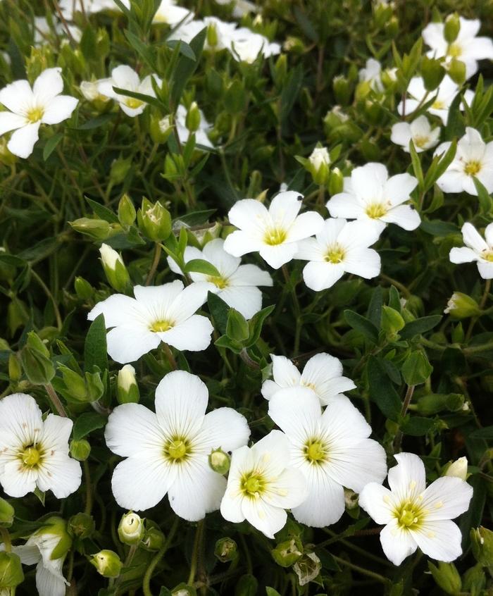 Arenaria montana