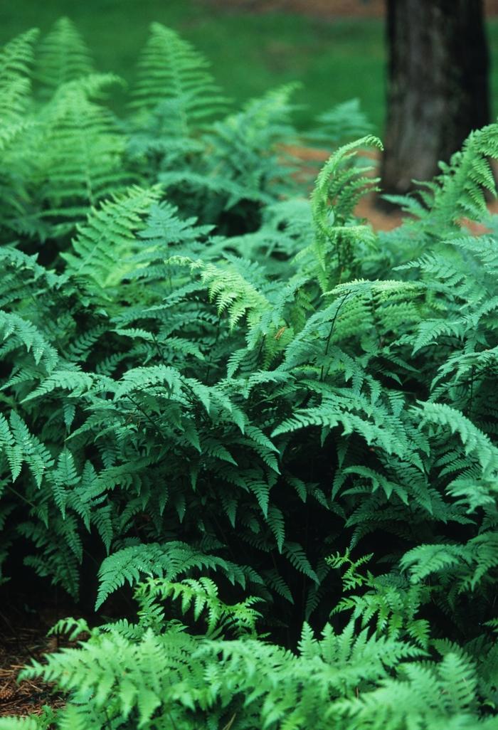 Athyrium filix-femina