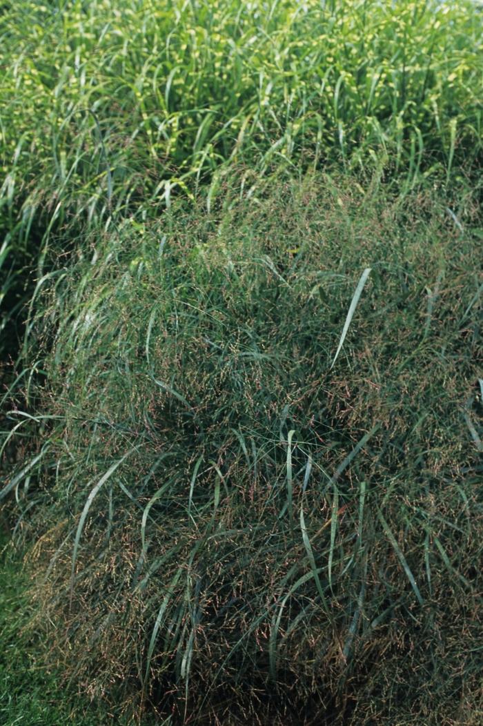 Panicum virgatum
