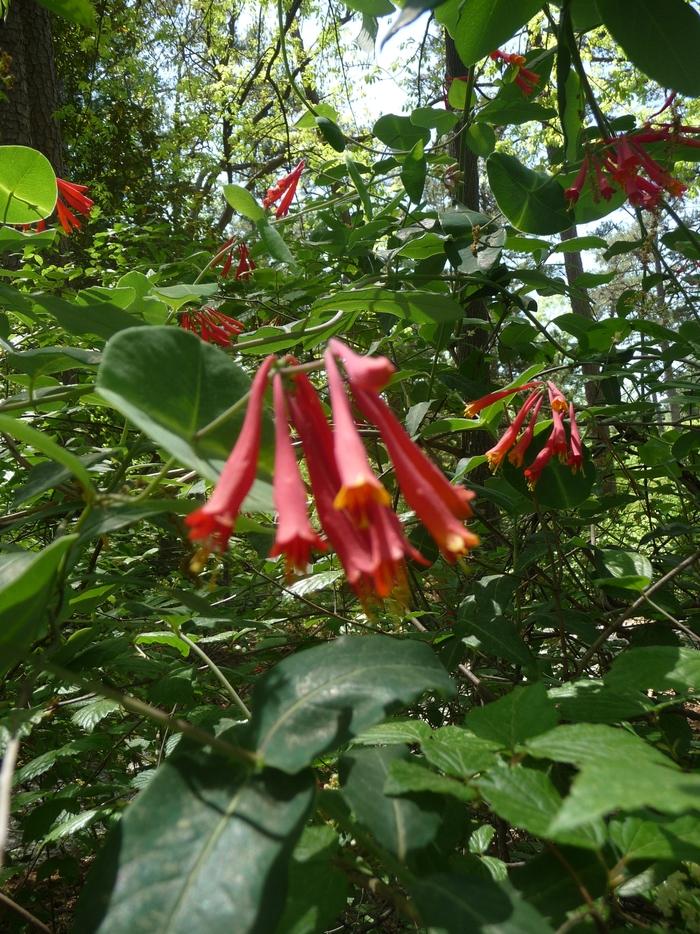 Campsis radicans