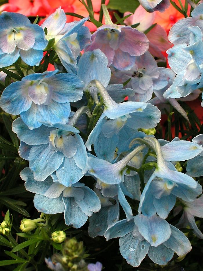 Delphinium grandiflorum Summer Blues