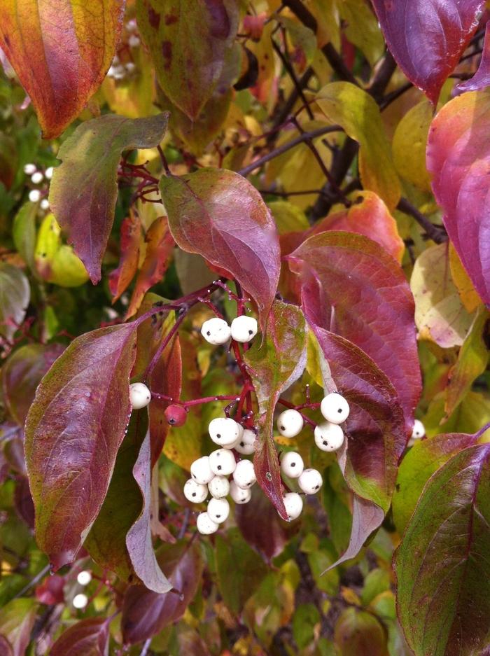 Cornus racemosa
