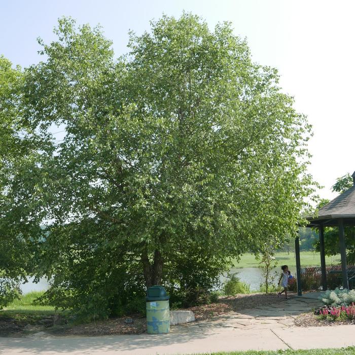 Betula nigra