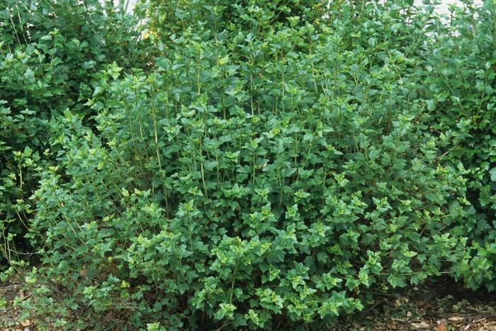 Ribes alpinum