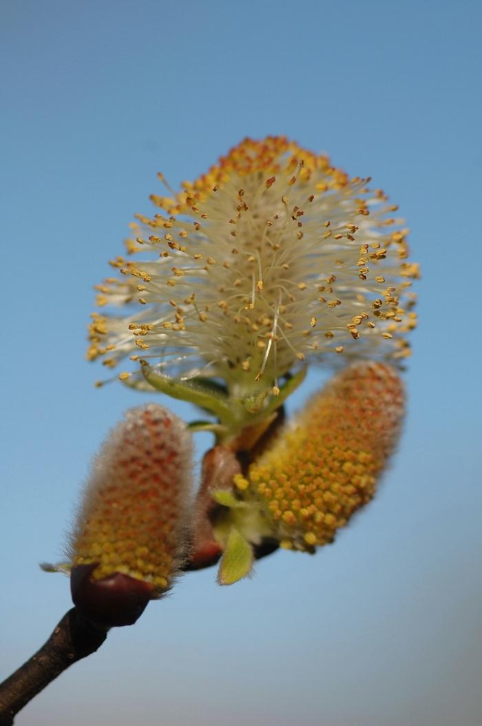 Salix discolor