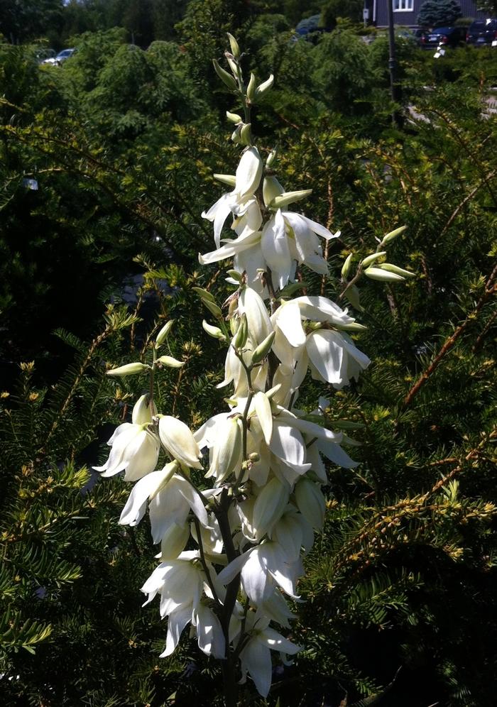 Yucca filamentosa