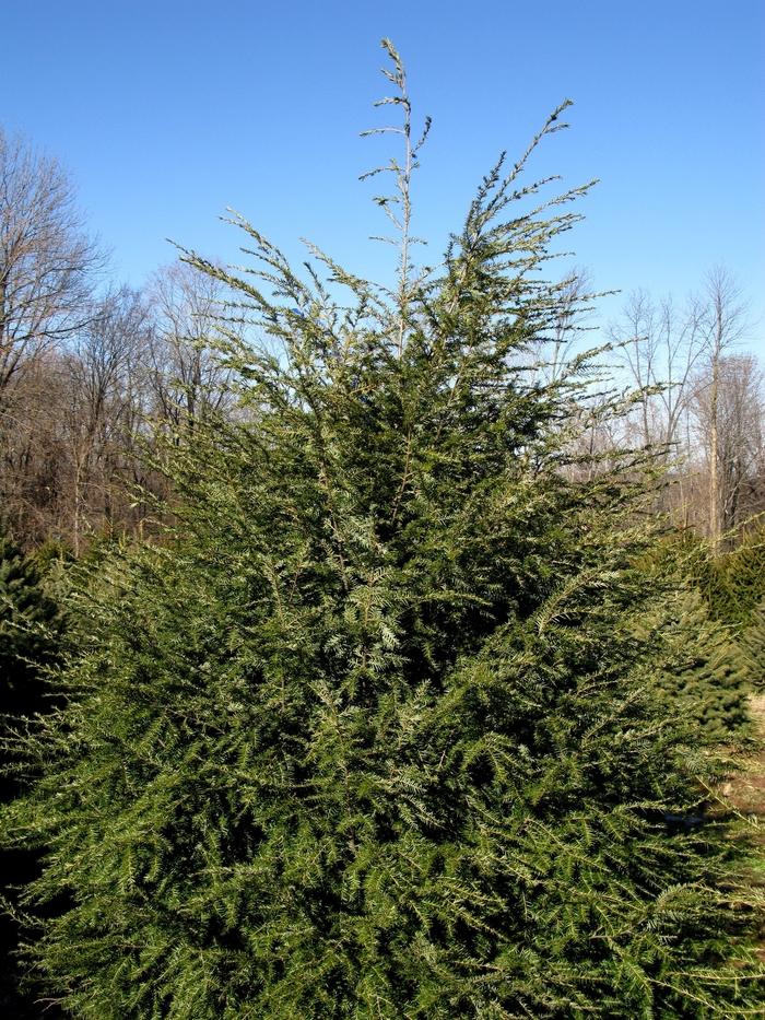 Tsuga canadensis