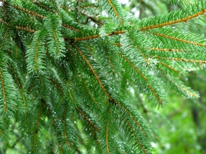 Picea abies