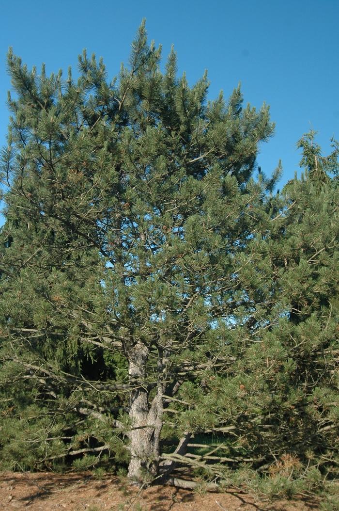 Pinus nigra