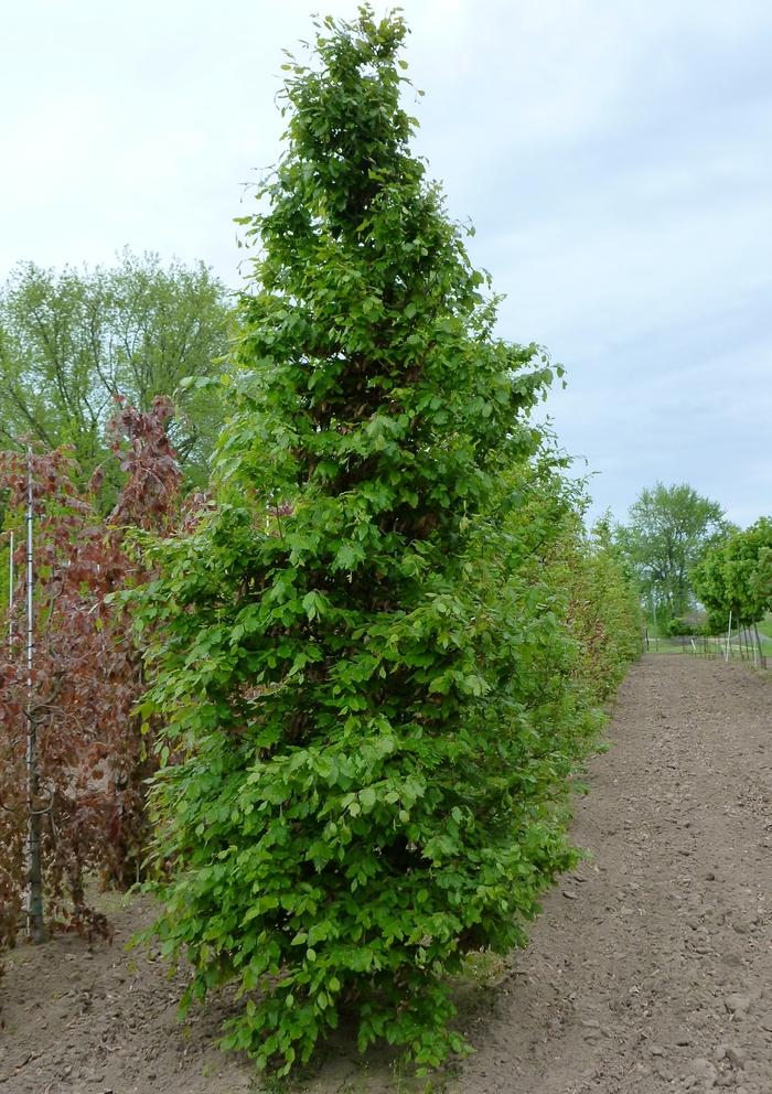 Fagus sylvatica