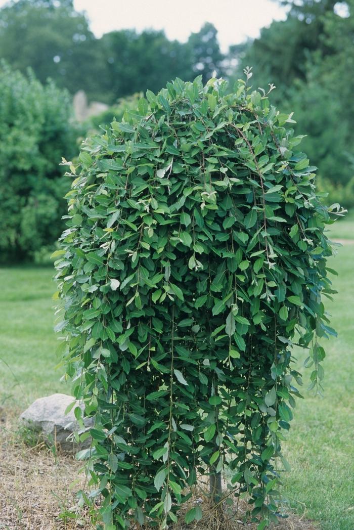 Salix caprea Pendula-Standard