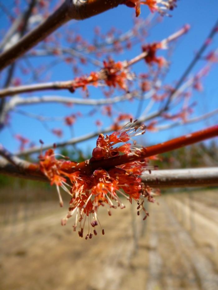 Acer rubrum