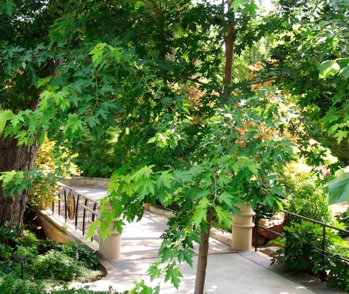 Acer saccharinum