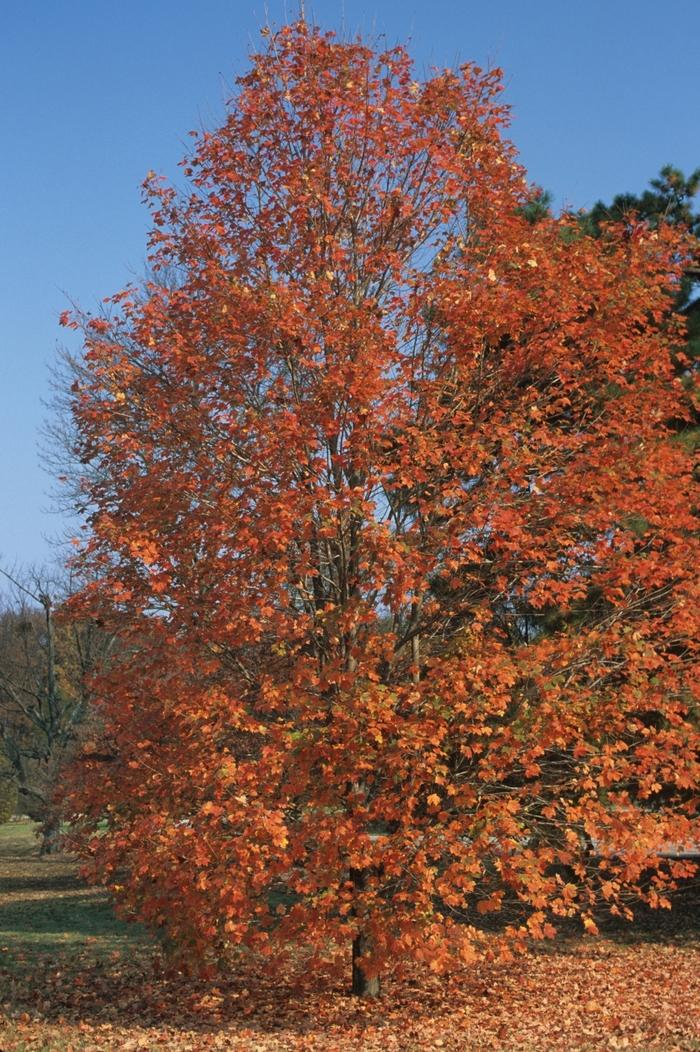 Acer saccharum