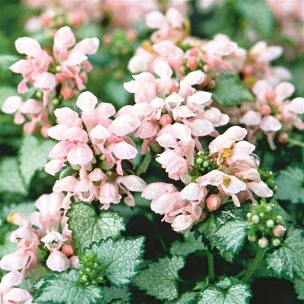 Lamium maculatum 'Pink Pewter' - Pink Pewter Deadnettle from Willowbrook Nurseries