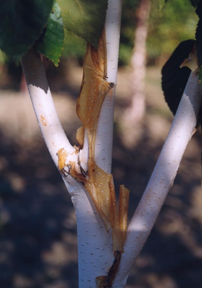 Betula utilis var. jacquemontii-Clump