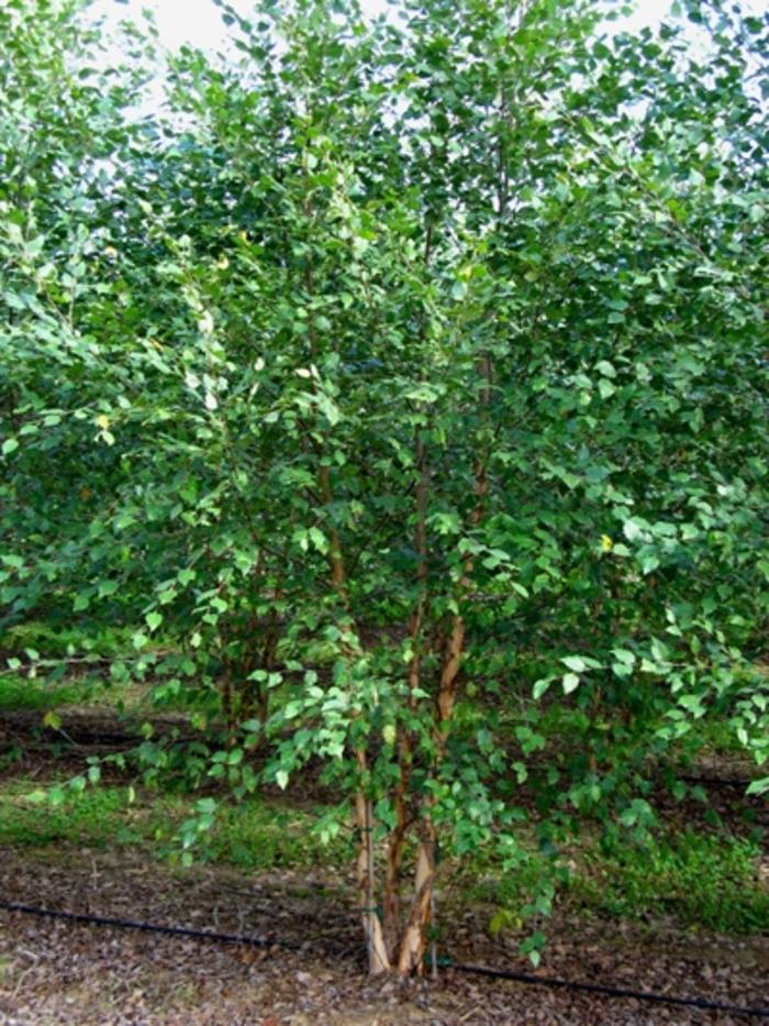 Betula nigra Dura Heat-Clump
