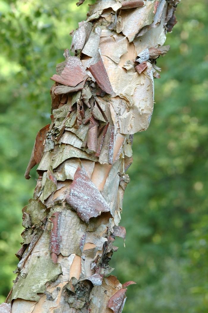 Betula nigra Heritage-Clump