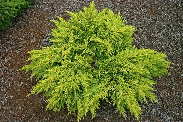 Juniperus chinensis Daub's Frosted-Standard