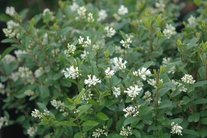 Ligustrum amurense
