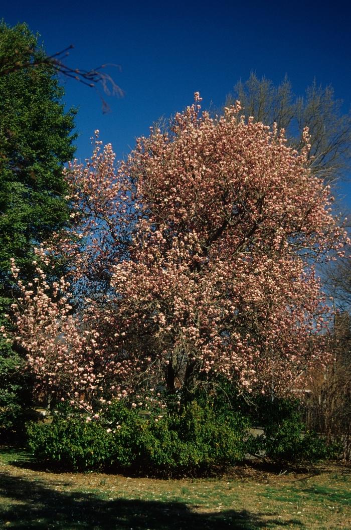Magnolia x soulangeana