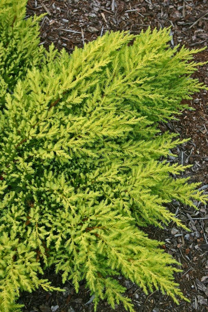 Juniperus chinensis Daub's Frosted-Standard