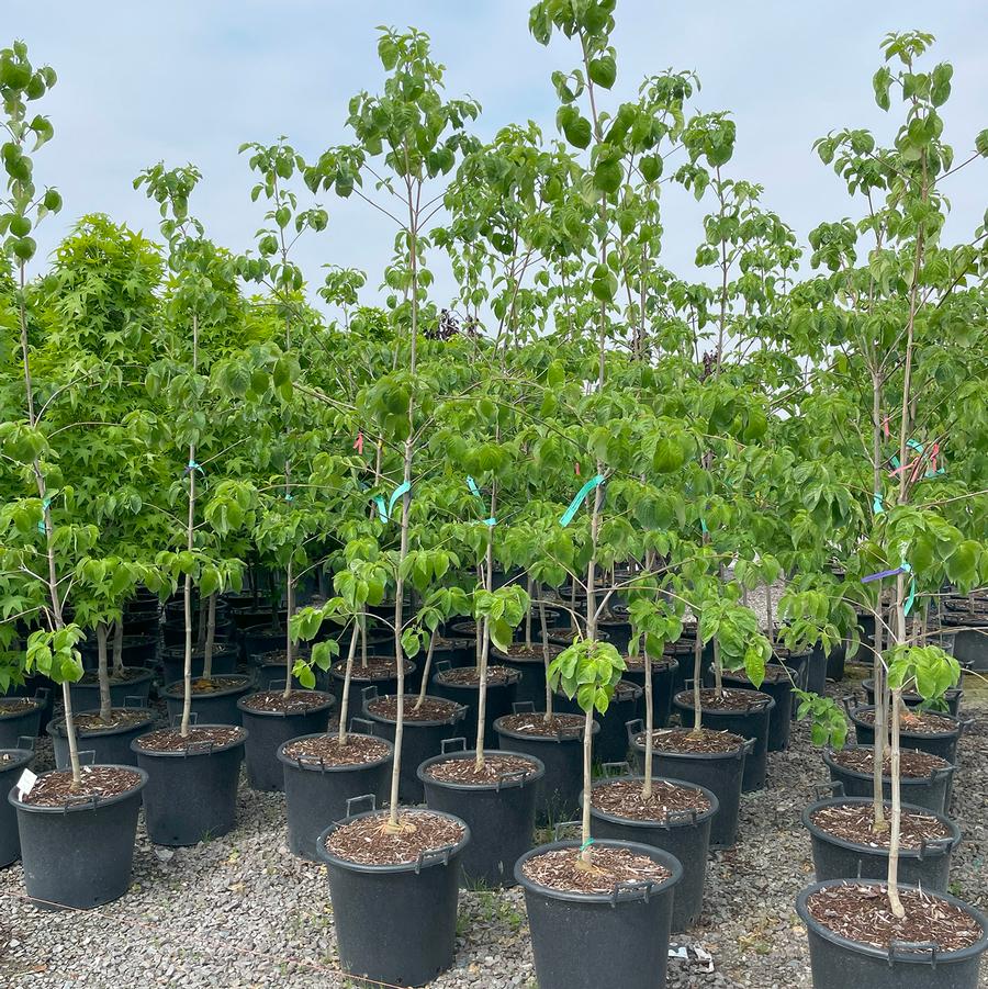 Cornus nuttallii x florida Eddie's White Wonder