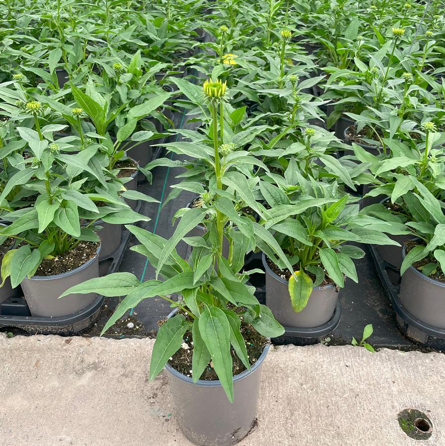 Echinacea Artisan™ Yellow Ombre