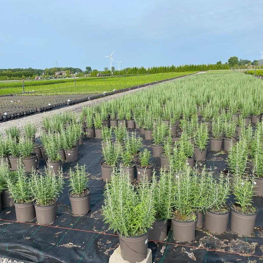 Perovskia atriplicifolia Blue Jean Baby