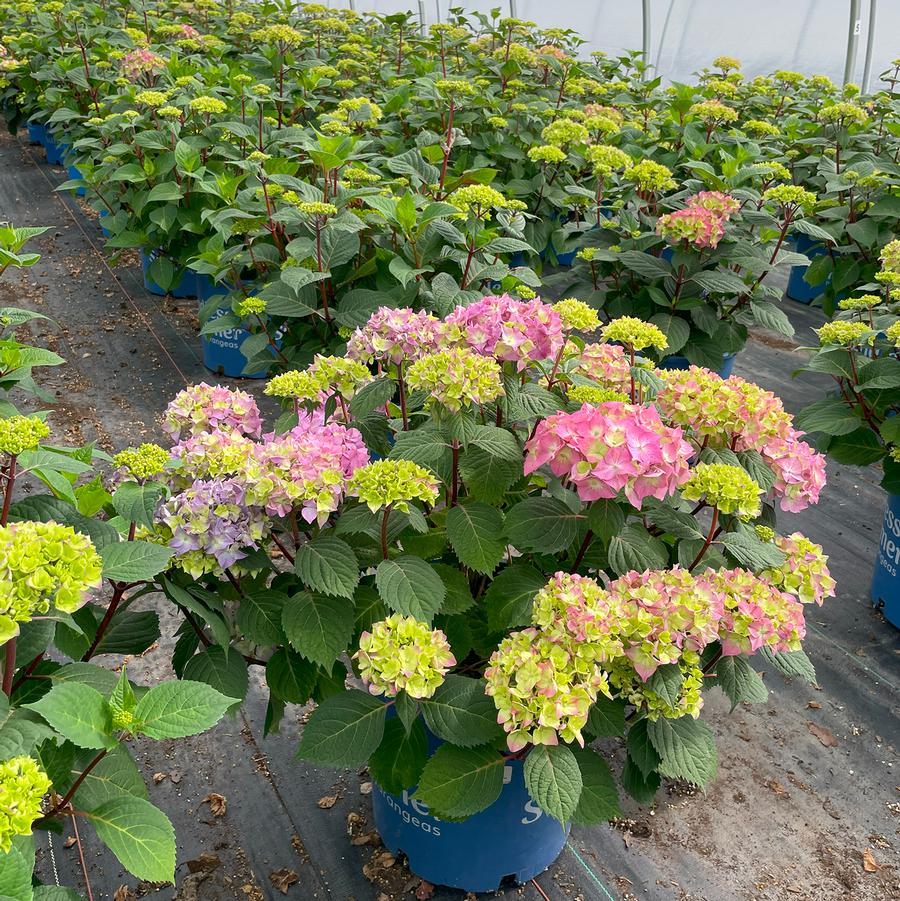 Hydrangea macrophylla BloomStruck®