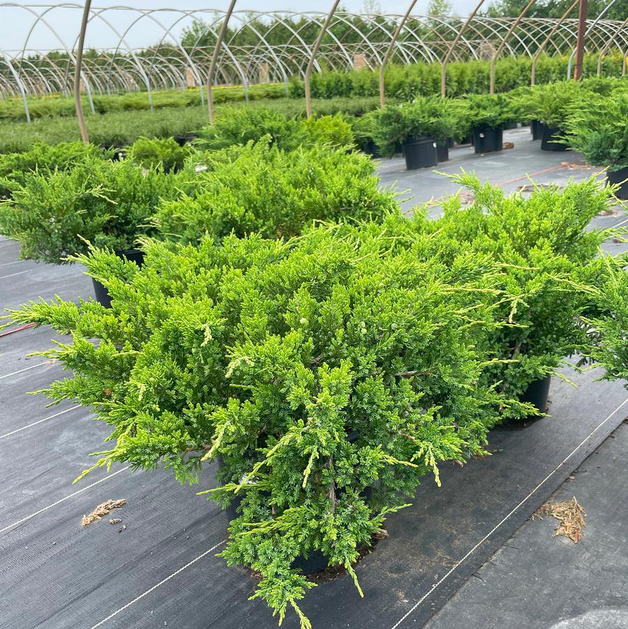 Juniperus chinensis var. sargentii Viridis