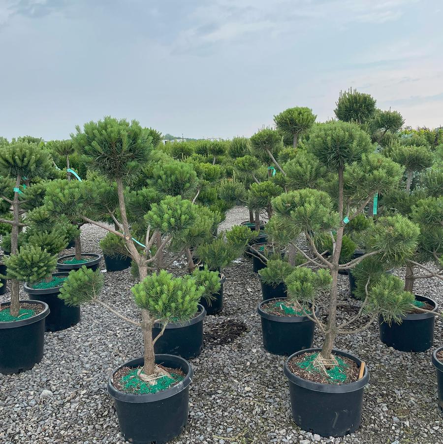 Pinus sylvestris-Topiary