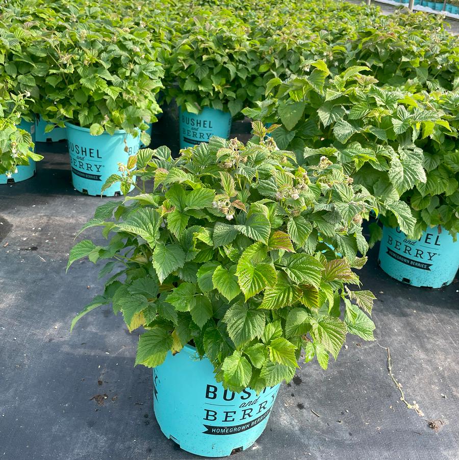 Rubus Bushel and Berry® Raspberry Shortcake®
