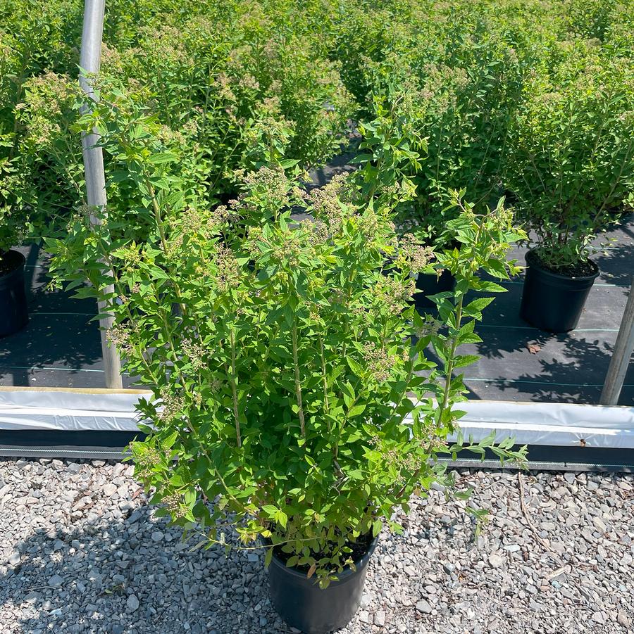 Spiraea japonica Little Princess