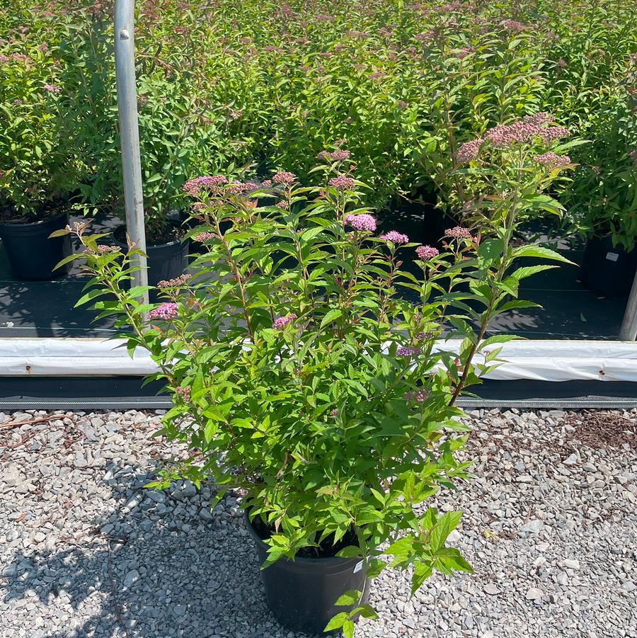 Spiraea x bumalda Dart's Red