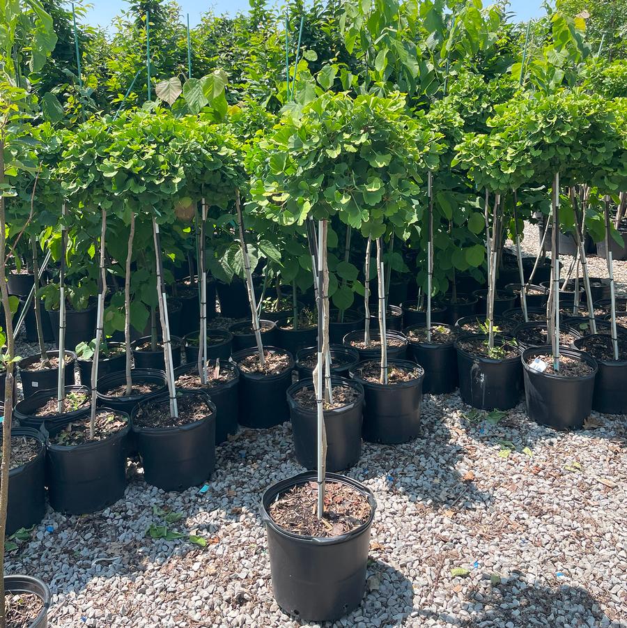 Ginkgo biloba Mariken-Standard