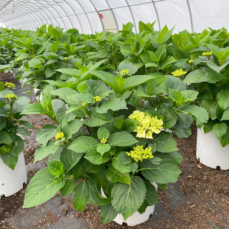 Hydrangea macrophylla Galaxy White