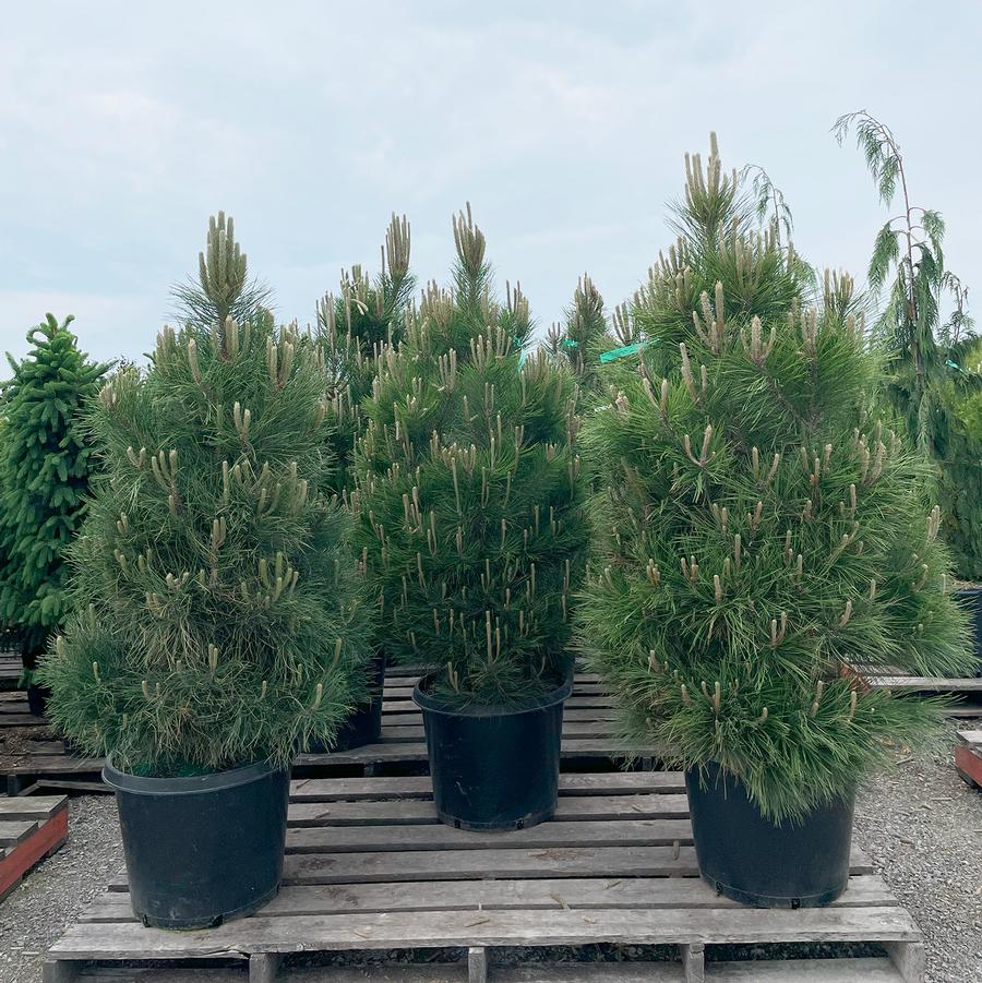 Pinus nigra