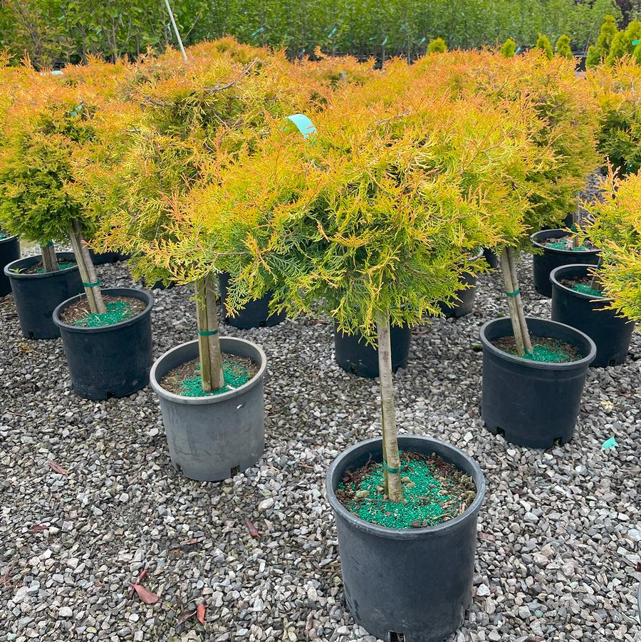 Thuja occidentalis Rheingold-Standard
