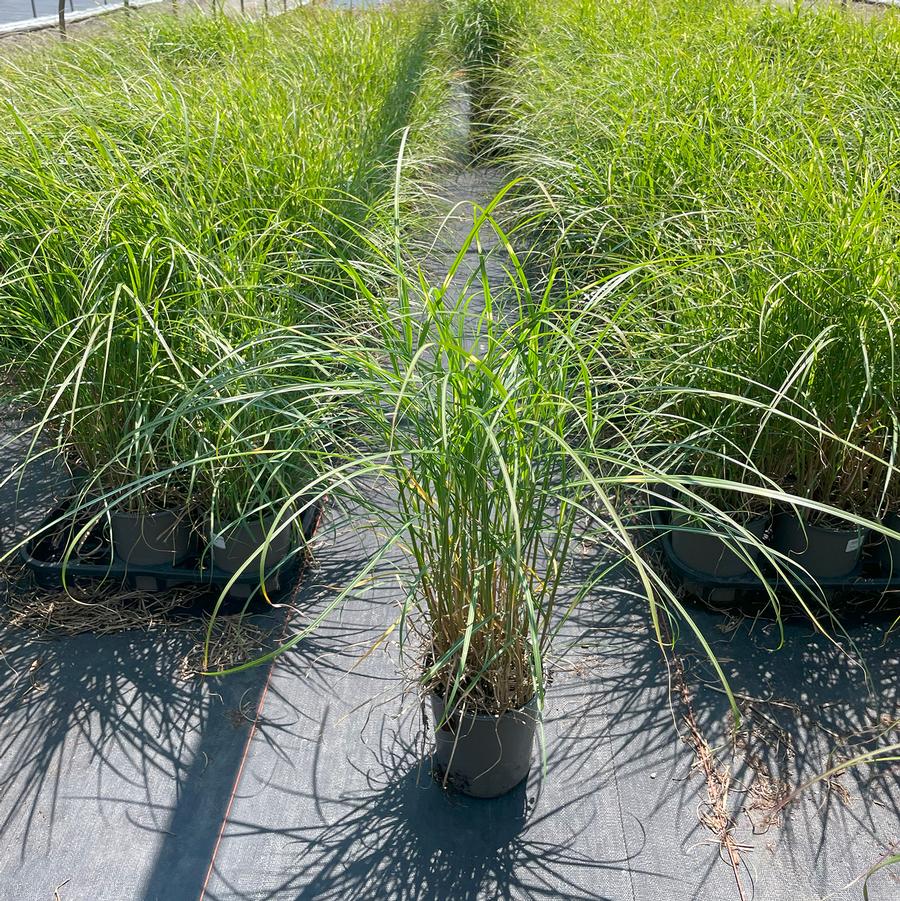 Miscanthus sinensis Little Zebra