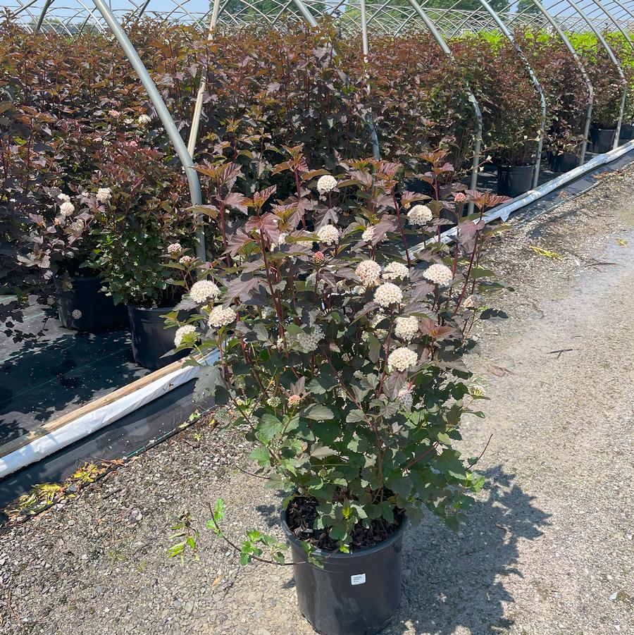 Physocarpus opulifolius Satin Chocolate