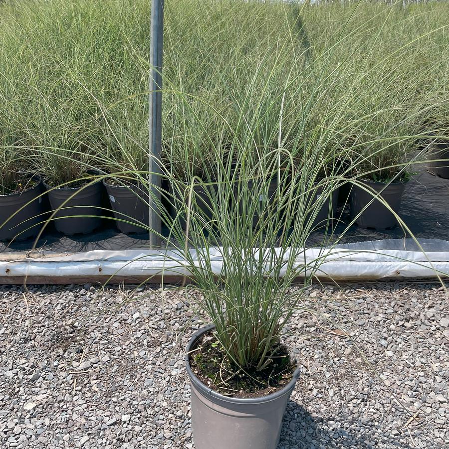 Miscanthus sinensis Morning Light