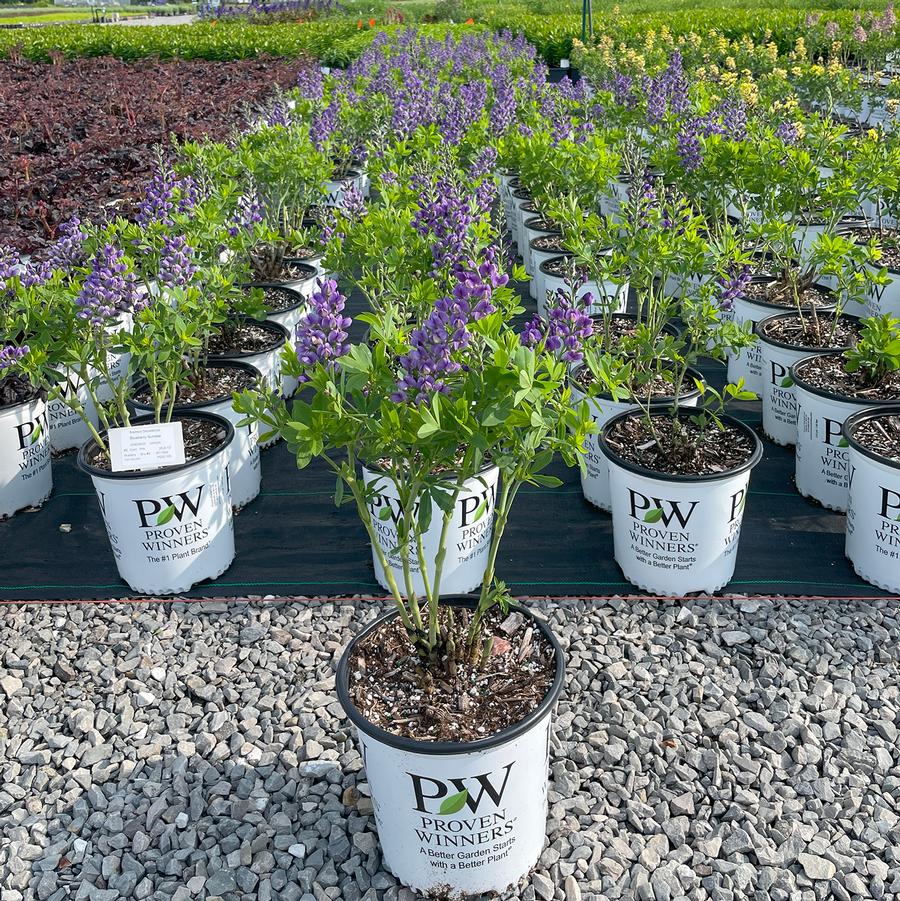 Baptisia Decadence® Blueberry Sundae