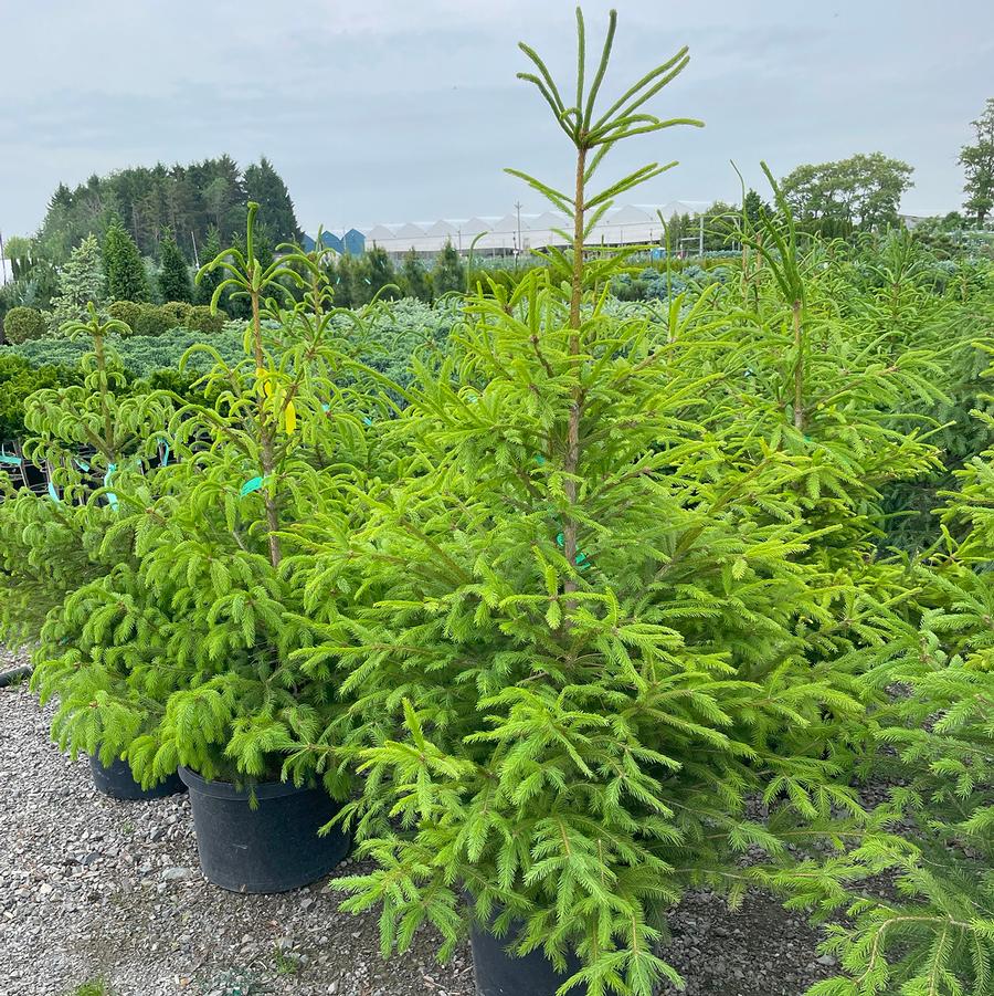 Picea abies