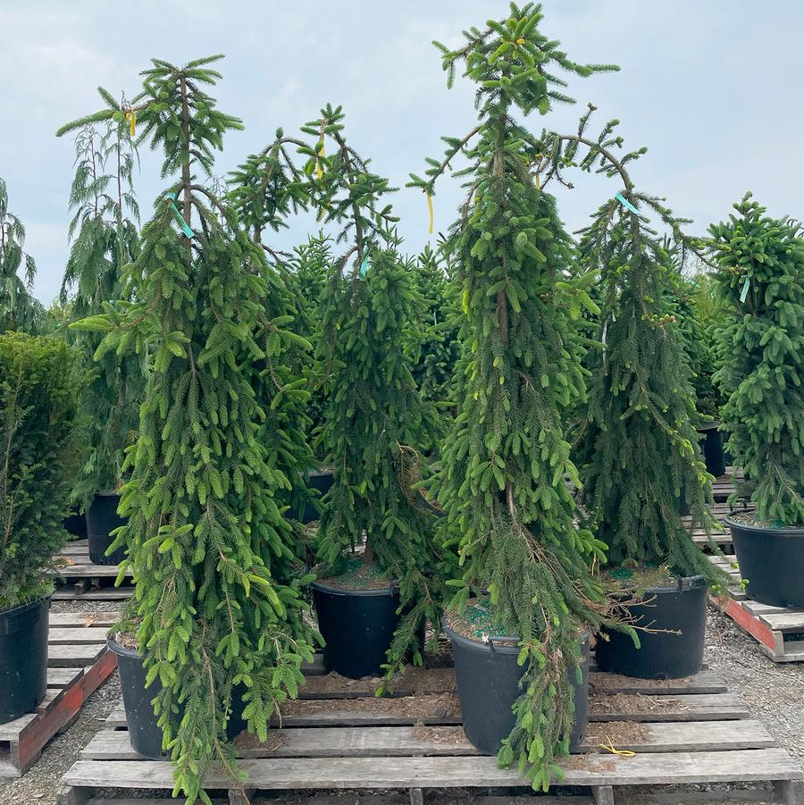 Picea abies Pendula