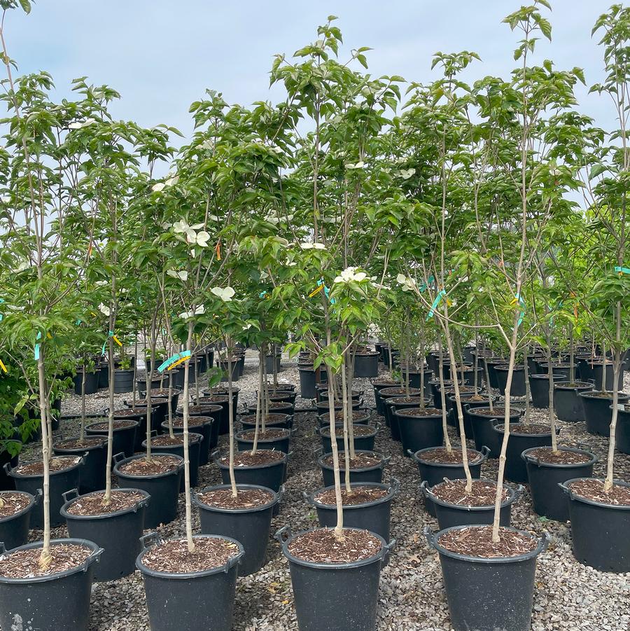 Cornus kousa Venus®