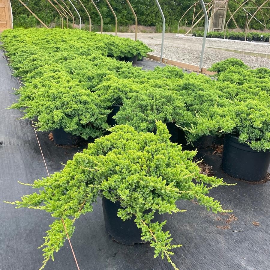 Juniperus procumbens Nana