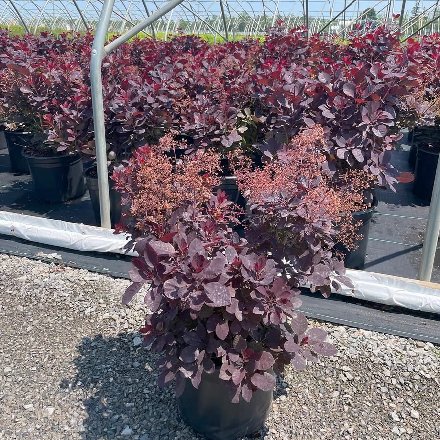 Cotinus coggygria Royal Purple